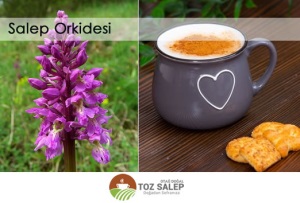 Salep Orkidesi, tohumu